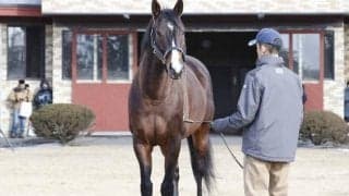 ブリーダーズSSにて種牡馬展示会開催 ピクシーナイトなど17頭が紹介