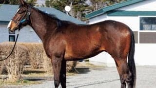 【JRA新馬戦】ララベルの仔ビスクウィザードなどがデビュー