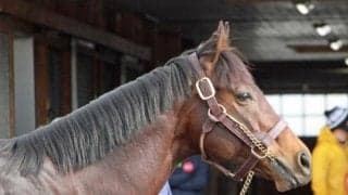 サウジC覇者パンサラッサなどお披露目 アロースタッド種牡馬展示会が開催