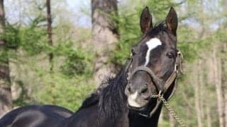 ハーツクライ産駒のJRA通算勝利数が単独6位に