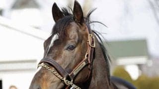 新種牡馬タイトルホルダーなどお披露目 レックススタッドで種牡馬展示会開催