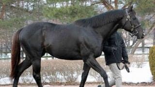 北米ダート重賞5勝のシャープアステカなど登場 日本軽種馬協会の種牡馬展示会