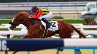 【京都4R】フラムリンガルが7馬身差圧勝