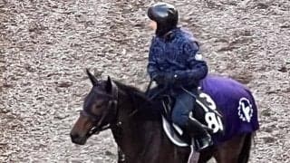 タガノエルピーダなど、先週の入厩情報/栗東トレセンニュース