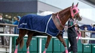 【フェブラリーS予想オッズ】オメガギネスが予想1番人気