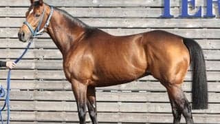 「迫力では群を抜いている」と大絶賛 フェブラリーSでJRA・GIのタイトルつかむか