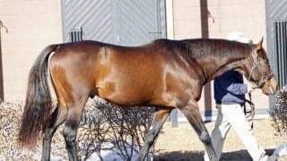 パレスマリスなど12頭を披露  ダーレー・ジャパンSCでオープンハウス開催