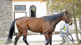 新種牡馬ダノンザキッドや1歳馬ではシャマル半弟が登場 ビッグレッドファームで展示会