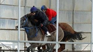 ウインブライトの初年度産駒6頭が躍動 ビッグレッドファームで公開調教