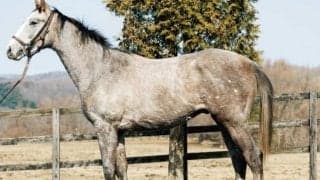 【JRA新馬戦】ドンフランキーの半妹ビップジェンマなどがデビュー