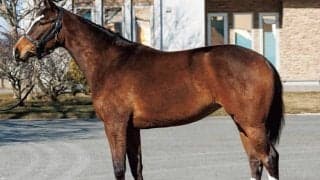半兄にラブリーデイ・ボッケリーニ 良血馬が経験馬相手にデビューVなるか