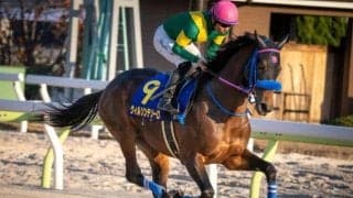 【フェブラリーS予想】GI戦線ここに開幕！ 上半期のJRAダート王者に輝くのは？