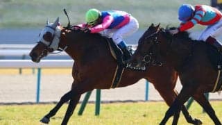 【つばき賞】ゴールドシップ産駒 メイショウタバルが4角先頭から押し切る