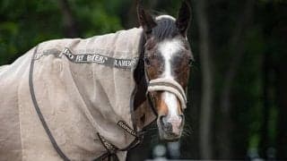 2月20日はウインドインハーヘア33歳の誕生日 ノーザンホースパークがお祝い