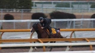 ノッキングポイントなど、金鯱賞2週前追い切り速報/栗東トレセンニュース