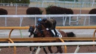 バウンシーステップ、フィリーズレビュー2週前追い切り速報/栗東トレセンニュース