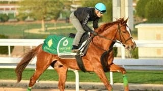 海外なら日本馬に負け知らず デルマソトガケがサウジCで悲願なるか 