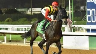 海外重賞2勝のクラウンプライド モレイラ騎手と新コンビでサウジC参戦