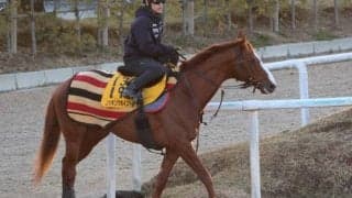 ノッキングポイントなど、金鯱賞1週前追い切り速報/栗東トレセンニュース