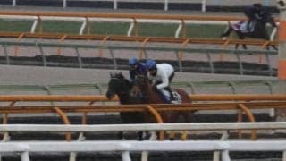 シャフリヤール、ドバイSC追い切り速報/栗東トレセンニュース