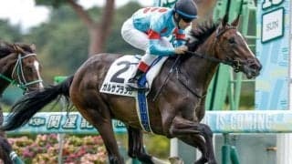 【チューリップ賞出走馬・騎手確定】ガルサブランカ＆C.ルメール騎手、タガノエルピーダ＆団野大成騎手など16頭