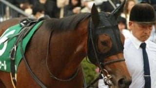 父カリフォルニアクロームにJRA重賞Vを ワイドラトゥールがチューリップ賞に挑む