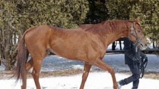 今年のフェブラリーS3着馬セキフウが北海道に到着 今春から種牡馬入り