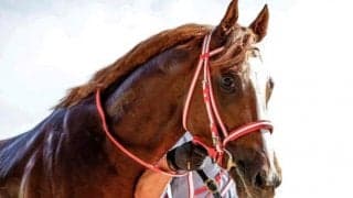 【AI予想・弥生賞】人気馬が強さを発揮する皐月賞トライアル！ 人工知能は世代トップクラスの能力馬に◎