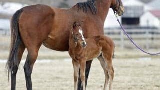 18年のマイルCSを勝ったステルヴィオ 初年度産駒が続々と誕生