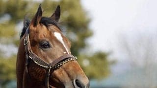 レッドルゼルがイーストスタッドに到着 21年のJBCスプリント優勝馬