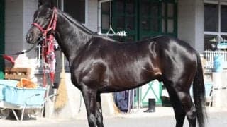 金鯱賞といえば“逃げ・先行馬” 驚異的な成績誇る中京巧者が昨年の雪辱果たすか