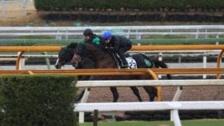 サヴォーナ、阪神大賞典1週前追い切り速報/栗東トレセンニュース