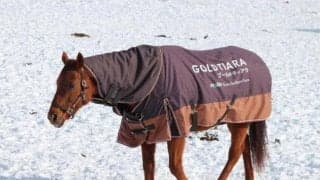 名牝ゴールドティアラ28歳で死す 00年南部杯など重賞5勝