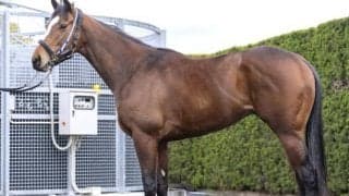 メジロパーマーと同じ首の高い走法 スプリングSで“こそ”輝ける一頭とは