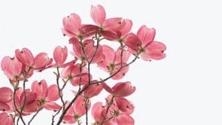 花粉症と肌荒れ！春の肌荒れを防ぐスキンケア