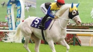 ホワイトデーと言えば白毛馬!? シラユキヒメから始まる一族はソダシ、アマンテビアンコまで
