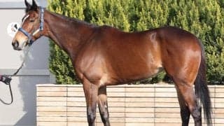 「集大成にふさわしい馬体写真」 高松宮記念で“有終の美”も想像できるデキ