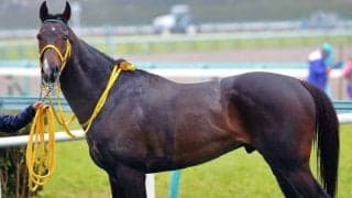 【阪神8R】ロッテ・吉井監督所有・リジンが地方からの転入初戦でJRA初勝利