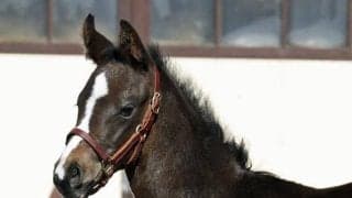 オジュウチョウサンの初年度産駒が誕生 「馬格に恵まれた馬で、力強さを感じる」