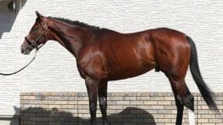 「フィジカルのコンディションは最高潮」見た目にもパンプアップし大阪杯でGI獲りだ