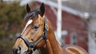 新種牡馬レッドルゼル 試験交配もスムーズにこなす