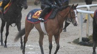 チェルヴィニア、桜花賞1週前追い切り速報/栗東トレセンニュース