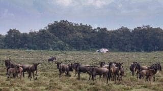WRCサファリ事前情報：シリーズ難関グラベルイベントが伝統の雨期開催