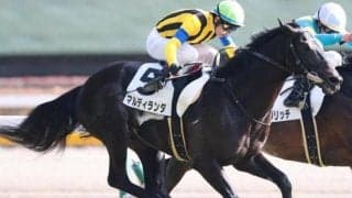 半姉に桜花賞馬マルセリーナがいる良血馬 土曜中山8Rで確勝期す一戦に挑む