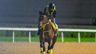 【ドバイWCオッズ比較】JRAオッズ・ブックメーカーともに日本馬が人気集める 