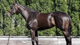 リバティアイランドと瓜二つの馬体写真 ベストマッチな桜花賞の舞台でGI獲りへ