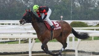 【菊水賞】オーシンロクゼロが無傷の4連勝…玉垣師「力強く走れる」