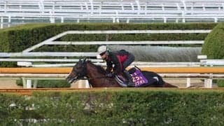 セリフォス、マイラーズC2週前追い切り速報/栗東トレセンニュース