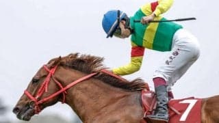 【ニュージーランドT】売上は37億8768万9100円で昨年より約1.4億円増加