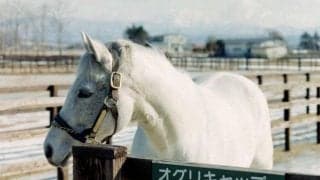 たった5回で消えたJRA重賞 オグリキャップらGI馬送り出したアーリントンCの前身とは